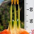 Clinanthus variegatus 'Apricot', Uluwehi Knecht