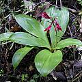 Clintonia andrewsiana, Bob Rutemoeller [Shift+click to enlarge, Click to go to wiki entry]