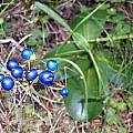 Clintonia andrewsiana berries, Bob Rutemoeller