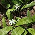 Clintonia uniflora, Leah Gardner, Tuolumne County, Calflora, CC-BY-NC
