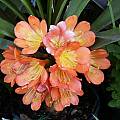 Clivia miniata 'Aurea' x 'Tropical Sunset', John Ingram Clivia miniata 'Aurea' x 'Tropical Sunset', John Ingram