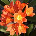 Clivia miniata 'Doris', John Ingram Clivia miniata 'Doris', John Ingram