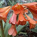 Clivia 'Hypnos', John Ingram Clivia 'Hypnos', John Ingram