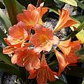Clivia miniata 'Jenny', John Ingram Clivia miniata 'Jenny', John Ingram