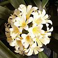 Clivia miniata 'Lemon Ice', John Ingram Clivia miniata 'Lemon Ice', John Ingram