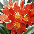 Clivia miniata, Arnold Trachtenberg Clivia miniata, Arnold Trachtenberg