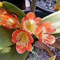 Clivia miniata 'Tiny Tim', John Ingram Clivia miniata 'Tiny Tim', John Ingram