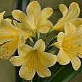 Clivia 'Vico Yellow', Arnold Trachtenberg Clivia 'Vico Yellow', Arnold Trachtenberg