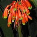 Clivia caulescens, Huntington Botanical Garden, Dylan Hannon