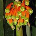 Clivia caulescens, Huntington Botanical Garden, Dylan Hannon