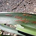 diseased Clivia leaf, Germán Roitman