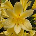 Clivia miniata 'Solomone Yellow', Jay Yourch Clivia miniata 'Solomone Yellow', Jay Yourch