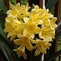 Clivia miniata 'Solomone Yellow', Jay Yourch Clivia miniata 'Solomone Yellow', Jay Yourch