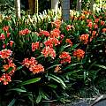 Clivia miniata, Sydney, Mary Sue Ittner Clivia miniata, Sydney, Mary Sue Ittner