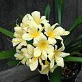 Clivia miniata var. citrina, Mary Sue Ittner Clivia miniata var. citrina, Mary Sue Ittner
