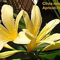Clivia yellow form, Jamie Vande