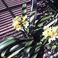Clivia miniata, yellow, Liz Waterman Clivia miniata, yellow, Liz Waterman