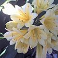 Clivia miniata, yellow, Liz Waterman Clivia miniata, yellow, Liz Waterman