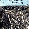 Codonopsis pilosula - tubers, Dave Brastow