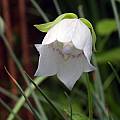 Codonopsis pilosula - flower, Dave Brastow