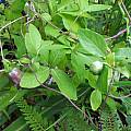 Codonopsis ussuriensis - leaves, Dave Brastow