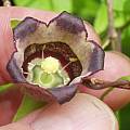 Codonopsis ussuriensis - flower, Dave Brastow