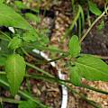 Codonopsis vinciflora - leaves, Dave Brastow