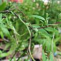 Codonopsis vinciflora - stems & buds, Dave Brastow