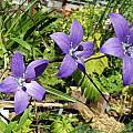 Codonopsis vinciflora - flower & friend, Dave Brastow