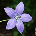 Codonopsis vinciflora - flowers, Dave Brastow