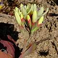 Codonorhiza fastigiata, Nick Helme, iNaturalist, CC BY-NC