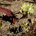 Codonorhiza fastigiata, Nick Helme, iNaturalist, CC BY-NC