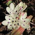 Codonorhiza fastigiata, Riaan van der Walt, iNaturalist, CC BY-NC