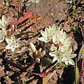 Codonorhiza fastigiata, Riaan van der Walt, iNaturalist, CC BY-NC
