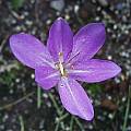 Colchicum &#039;Autumn Herald&#039;, Arnold Trachtenberg [Shift+click to enlarge, Click to go to wiki entry]