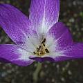 Colchicum 'Conquest', Arnold Trachtenberg [Shift+click to enlarge, Click to go to wiki entry]
