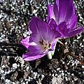 Colchicum &#039;Conquest&#039;, Arnold Trachtenberg [Shift+click to enlarge, Click to go to wiki entry]