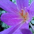 Colchicum &#039;Lilac Wonder&#039;, Travis Owen [Shift+click to enlarge, Click to go to wiki entry]