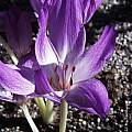 Colchicum 'Princess Astrid', Arnold Trachtenberg [Shift+click to enlarge, Click to go to wiki entry]