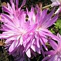 Colchicum 'Waterlily', Janos Agoston [Shift+click to enlarge, Click to go to wiki entry]