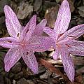 Colchicum × agrippinum, John Lonsdale [Shift+click to enlarge, Click to go to wiki entry]