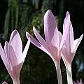 Colchicum autumnale, John Lonsdale [Shift+click to enlarge, Click to go to wiki entry]