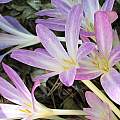 Colchicum autumnale, Nhu Nguyen [Shift+click to enlarge, Click to go to wiki entry]