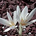 Colchicum autumnale 'Album', John Lonsdale [Shift+click to enlarge, Click to go to wiki entry]