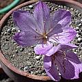 Colchicum bivonae, Jane McGary [Shift+click to enlarge, Click to go to wiki entry]