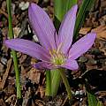 Colchicum boissieri, Mary Sue Ittner