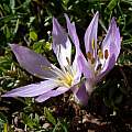 Colchicum brachyphyllum, Gideon Pisanty [Shift+click to enlarge, Click to go to wiki entry]
