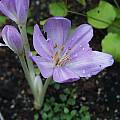 Colchicum byzantinum, Arnold Trachtenberg [Shift+click to enlarge, Click to go to wiki entry]