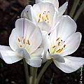 Colchicum &#039;Innocence&#039;, Arnold Trachtenberg [Shift+click to enlarge, Click to go to wiki entry]
