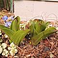 Colchicum cilicicum leaves emerging March 1st 2015, Travis Owen
